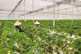 New policy promotes green banking development in Vietnam (Photo: VNA)
