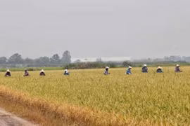 Agricultural labourers working in a rice field in Suphan Buri province, Thailand (Photo: bangkokpost.com)
