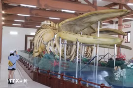 Vietnam’s biggest whale skeletons on display on Ly Son Island