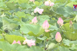 Ninh Binh in lotus blooming season dazzles tourists