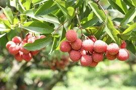 Bac Giang lychees promoted in Thailand