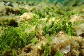 Nui Chua National Park - where marine biodiversity safeguarded