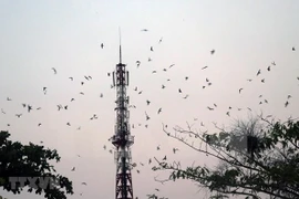 Tours connected to swift raising villages in Kien Giang