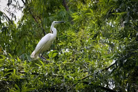 Biodiversity compensation: A chance to give back to nature what has been lost