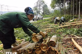 Vietnam strives to remain world’s biggest cinnamon exporter