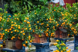 Popular ornamental plants in Vietnamese houses during Tet