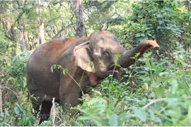 Vietnam exerts efforts to reverse biodiversity decline trend