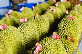 Durian emerging as 'golden fruit' among Vietnam's exports