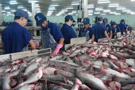 Workers process tra fish (Photo: VNA)