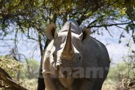 The number of rhinos poached for medicinal purposes is increasing. (Photo: VNA)