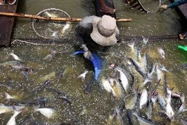Mekong delta seafood exports likely to hit 6.5 bln USD 