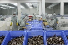 Export shrimp processing in Hau Giang (Source: VNA)