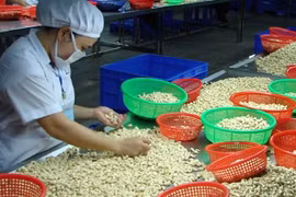 A Viet Ha Cashew Import - Export JSC (Vietcashew) worker clasifies cashew nuts for export. Viet Nam's cashew exports have surged in recent years, but consumption at home remains very modest compared to levels in India, the US, or Australia. Photo: VNA/VNS