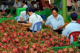 Workers of a vegetable and fruit company in central Binh Thuan province process fruits for export (Photo: VNA)