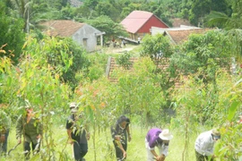Hop villagers in K'Bang district, Gia Lai province, plant trees (Photo: VNA)