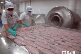 Tra fish fillets are processed at the Viet An Processing Joint Stock Company in An Giang province (Photo: VNA)