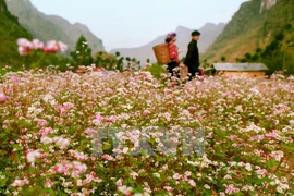 Tam giac mach (buckwheat) flower blooms in Ha Giang province. (Photo: VNA)