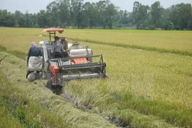 Harvesting rice in My Thanh Bac commune, Cai Lay district, the Mekong Delta province of Tien Giang (Photo: VNA)