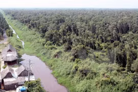 U Minh Ha forest (Photo: VNA)