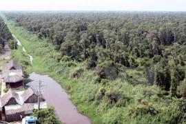 U Minh Ha forest (Photo: VNA)
