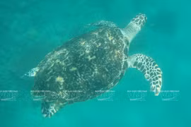 Con Dao National Park is a habitat for many sea creatures, including sea turtles, dolphins and dugongs (Photo: VNA)