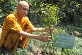 Buddhist bikku Thich The Tuong works at the bamboo conservation garden on Son Tra Mountain. 