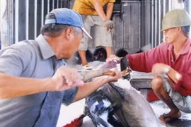 Tuna exports experience mixed trend