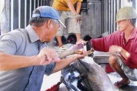 Tuna exports experience mixed trend