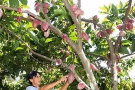 Cocoa in Ben Tre province (Source: VNA)