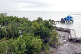 Mangrove forest in Vietnam (Photo: VNA)