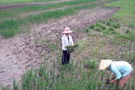 Saltwater affects 20,000ha of rice land in Ca Mau 