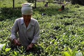 Illustrative image (Source: VNA)