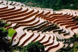 Terraced rice fields become National Relics 
