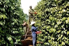 Harvesting pepper in Vietnam. (Source: Internet)