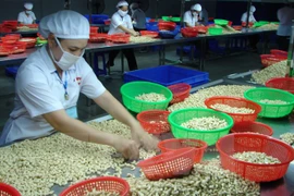 Vietnam and Nigeria promote cashew trade. (Photo: VNA)