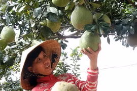 A farmer harvests Nam Roi pomelos in Vinh Long province's Tam Binh district (Photo: VNA)