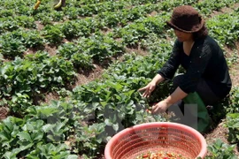 A farmer harvest strawberries in Lam Dong (Photo: VNA)