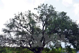 The 300-year-old mango tree in Bac Lieu was recognised as a heritage tree on May 20 (Photo: VNA)