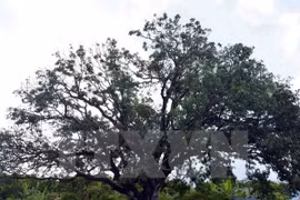 The 300-year-old mango tree in Bac Lieu was recognised as a heritage tree on May 20 (Photo: VNA)