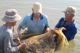 Shrimp harvesting in the Mekong Delta province of Soc Trang (Photo: VNA) 