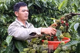 Harvesting coffee in the Central Highlands province of Lam Dong (Photo: VNA)