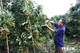 Fujitsu and FPT will carry out a one-year trial project with the former providing cloud services, equipment, and expertise. (Source: VNA)