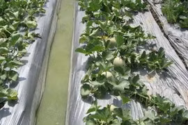 Vietnam produces biodegradable polymer products 