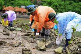 Planting mangrove trees in northern Quang Ninh province (Photo: VNA) 