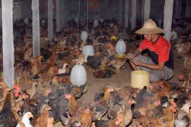 A chicken farm in Hai Phong. (Source:VNA)