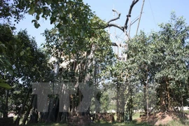 Historic banyan tree in Tan Trao has been revived. (Photo: VNA) 