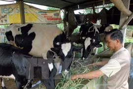A farmer feeds his dairy cows (Source: VNA)