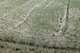 40 billion VND will be splashed out to deal with drought impacts. (Photo: VNA)