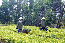 Illustrative image (Photo: VNA)