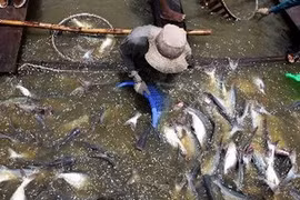 Mekong delta seafood exports likely to hit 6.5 bln USD 